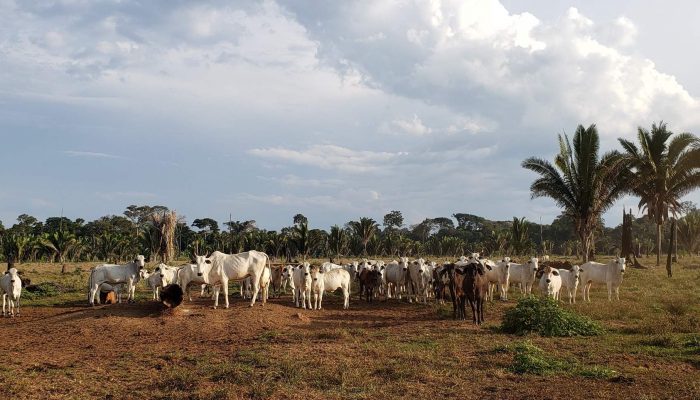 Brasil: gado bovino criado ilegalmente na Amazónia encontrado na cadeia de fornecimento da JBS