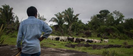 Não queremos gado bovino criado ilegalmente na Amazónia (petição encerrada)
