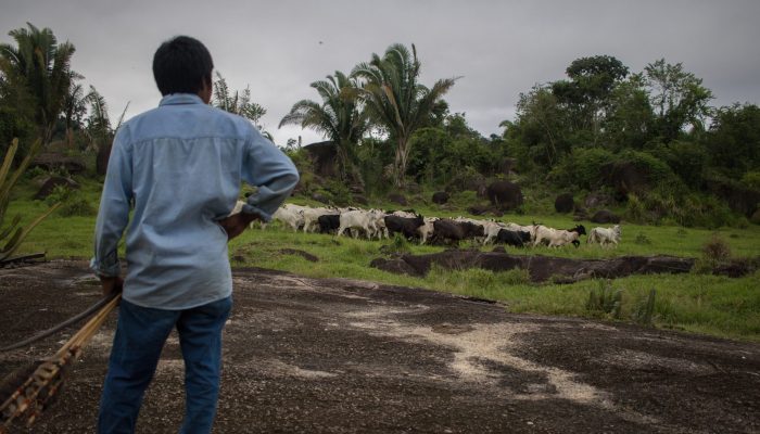 Não queremos gado bovino criado ilegalmente na Amazónia (petição encerrada)